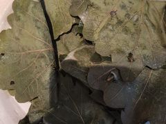 饽椤叶饼-龙香居海鲜浑锅家常菜·特色驴肉