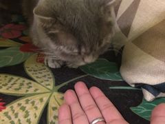 -猫色咖啡·猫咖
