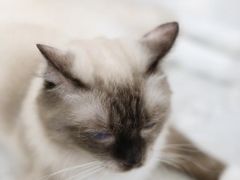 -共舞时光猫咖·狗咖(新街口店)