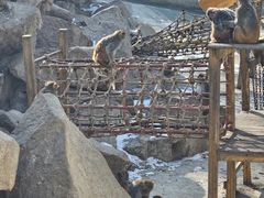 -青藏高原野生动物园