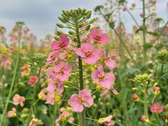 -中国天府农业博览园