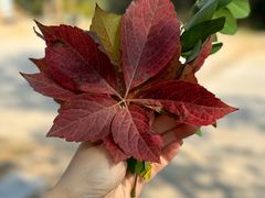 -阳台山自然风景区
