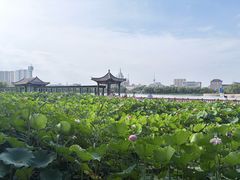 -莲花池公园