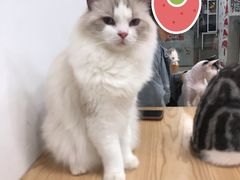 -有喵·猫咖·狗咖·40+猫狗有小奶狗(岗厦店)