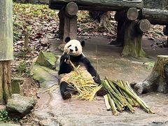 -都江堰中华大熊猫苑
