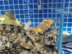 -必点海鲜·鲅鱼水饺(鞍山西道店)