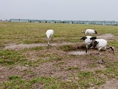 -盐城丹顶鹤湿地生态旅游区