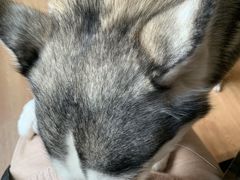 -Husky Go! 哈士奇体验馆·宠物咖啡厅狗咖