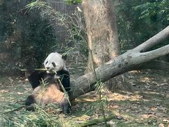 -成都动物园