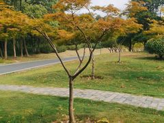-宜兴龙背山森林公园