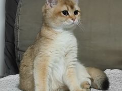 -猫十亿·布偶金渐层·曼基康矮脚猫舍(青年路店)