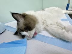 -达爱动物医院·犬猫分区·CT·复杂眼科(远洋山水分院)