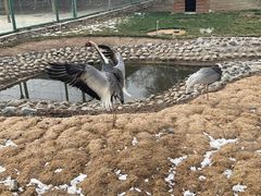 -新疆天山野生动物园