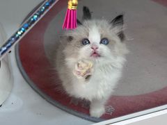 -青奢宠物·青奢猫舍