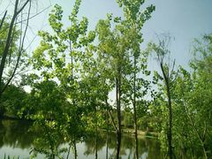 -白鹭湾湿地公园