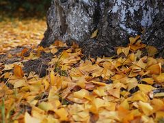 -昆山城市生态森林公园
