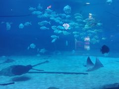 -烟台海昌鲸鲨海洋公园