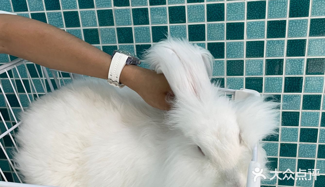 第一次见到这么大的🐰安哥拉兔/完全抱不动