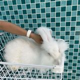 第一次见到这么大的🐰安哥拉兔/完全抱不动