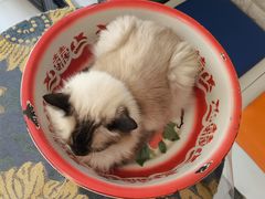 -平行世界·猫咖(首经贸店)