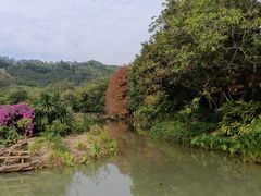 -深圳仙湖植物园