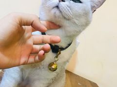 -李小姐の猫咖啡馆(五角场店)