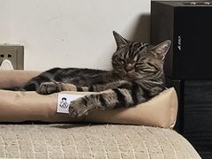 -纳吉亚猫专科动物诊疗中心(蒋宅口分院)