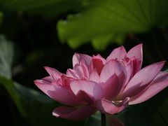 -成都市文化公园