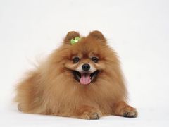 -艾吉宠物医院·疑难杂症转诊中心·猫友好(碧江路院)