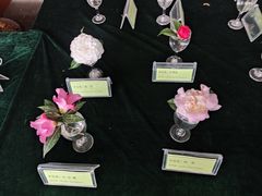 -金花茶公园