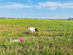 -盐城丹顶鹤湿地生态旅游区