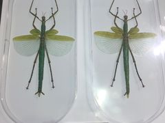 -上海昆虫博物馆