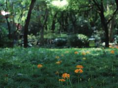 -上海共青森林公园