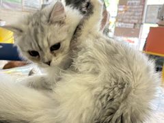-平行世界·猫咖(首经贸店)