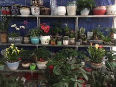 -桂林市花鸟市场