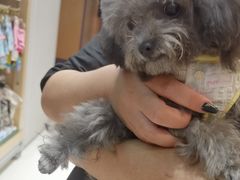 -帕帕拉兹宠物(亚洲旗舰店)