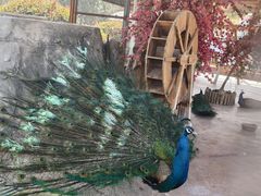 -石家庄市动物园