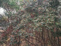 -青龙山国家森林公园