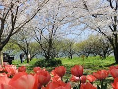 -苏州上方山国家森林公园