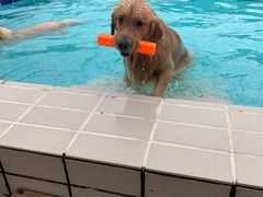 -趣玩宠物乐园寄养训犬训狗游泳池