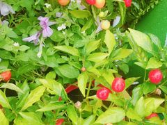 -樱花里音乐餐吧·牛扒椰子鸡(东圃店)