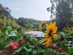 -深圳仙湖植物园