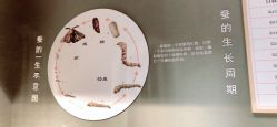 点击看大图 -太湖雪蚕桑文化园