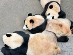 -都江堰中华大熊猫苑