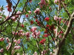 -莲花池公园