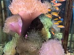 -太平洋海底世界