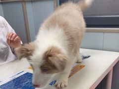-伟伟宠物医院·CT影像中心·瑞派犬猫综合性门诊(汉口总院)