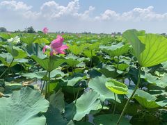 -洪湖生态旅游区