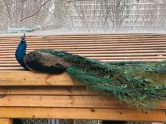 -长白岛森林公园