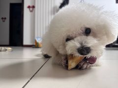 -心仪动物医院·牙专科·肿瘤·心脏科(西客站院)